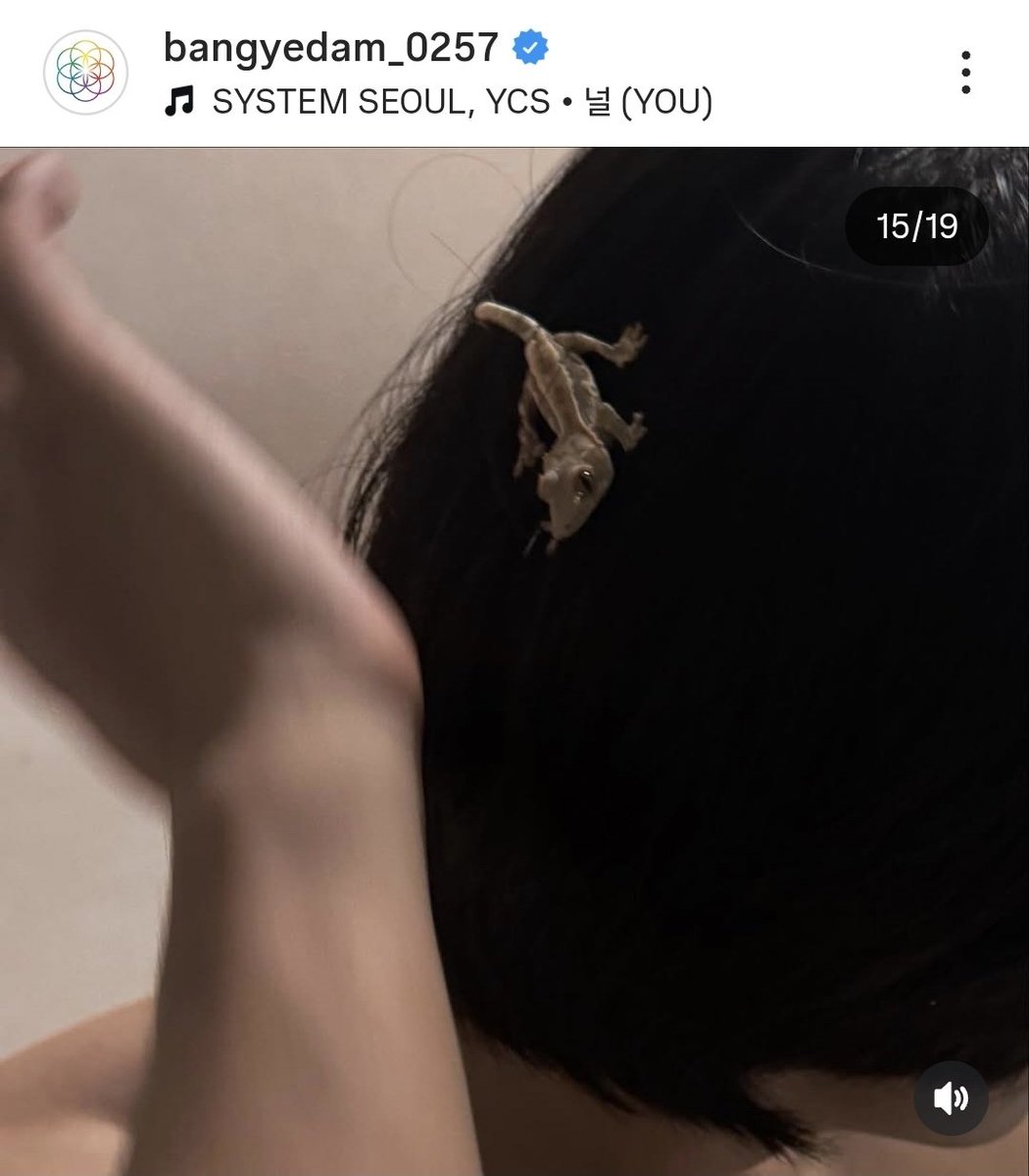 junypearl's tweet photo. wait... so yedam REALLY is raising a crested gecko?? 😲 https://t.co/RnOVDflscA