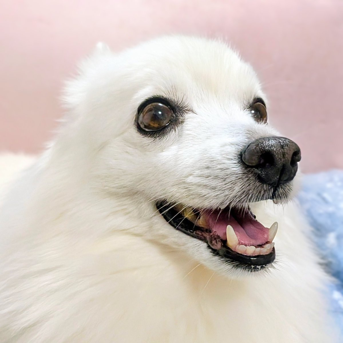 ワンコの写真 こんにちは☀️ 明野店です！！！！！ 可愛いすぎる仔犬ちゃんズ