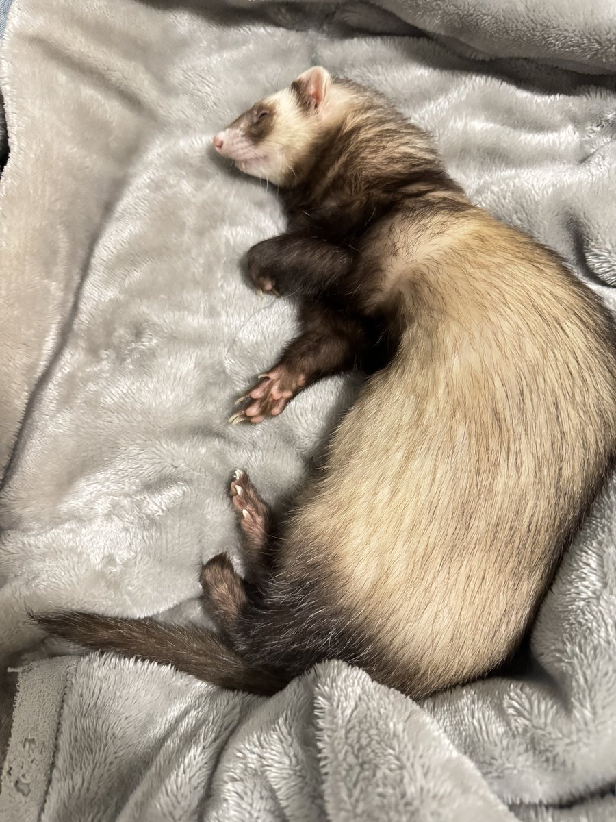18:36 3回目の💩
食欲はなし
水1mlミルク3ml強制給餌
おねむ

お腹が空いたらまた教えてね