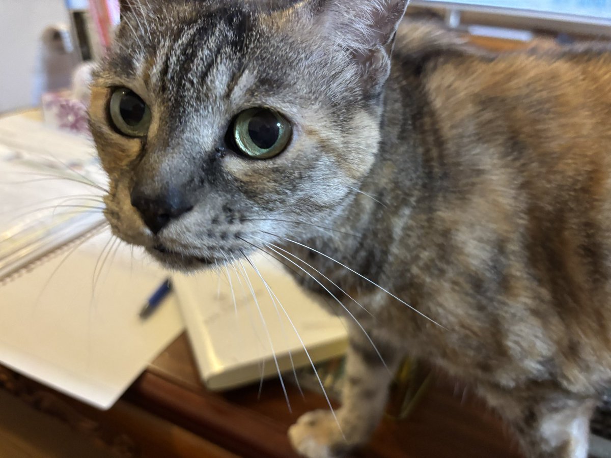 ねむるねこページ 書籍詳細：しずかに ねむる ねこ | 書籍案内 | 文芸社