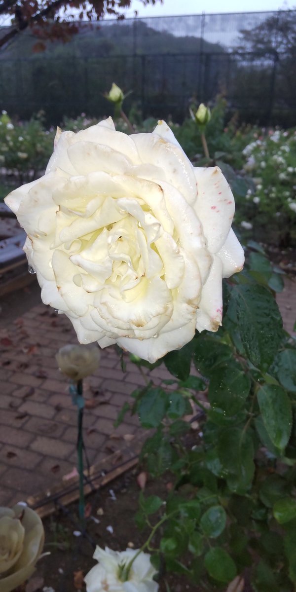 にやっちー on X