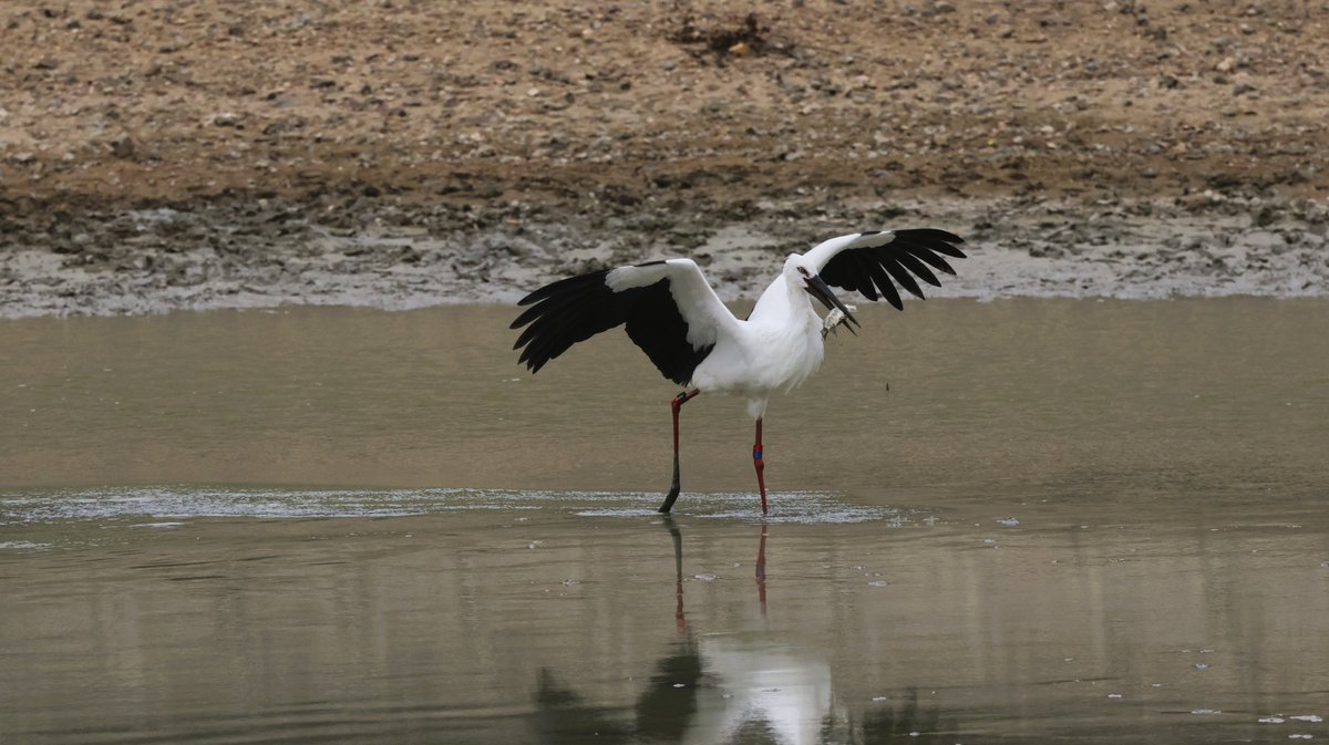 hunaho0274's tweet photo. 251025  加古川　志方 コウノトリ

#J0349
#J0376
#J0418
#J0438
#J0629
#J0674
#J0802
#J0806
#J0919

亀は食えねえ喉に詰まるからアキラメロン
トータル29羽

CANON EOS R7 + RF100-500mm f4.5-7.1 l is usm +5Ax2

#5Ax #兵庫県 #こうのとり #鸛 #加古川市 https://t.co/RWAO6PtDrH
