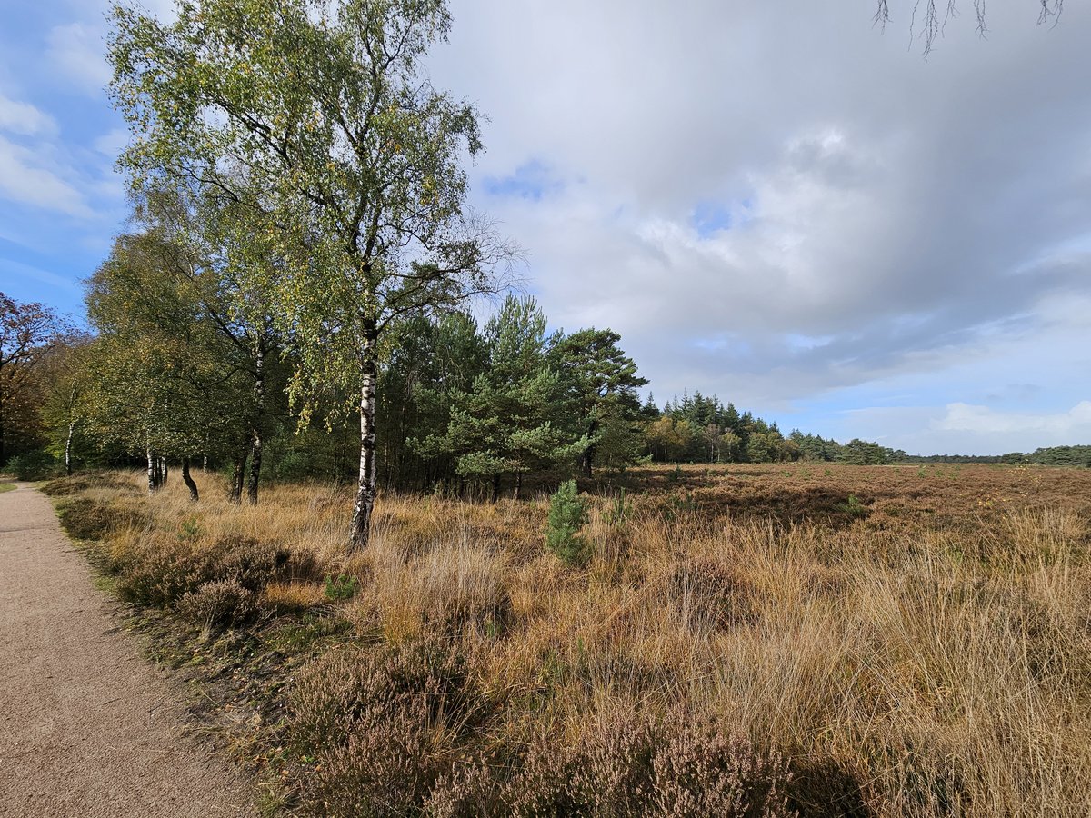 Wat heerlijk om zo te genieten in het bos 🤩🍂

#blijfgenieten