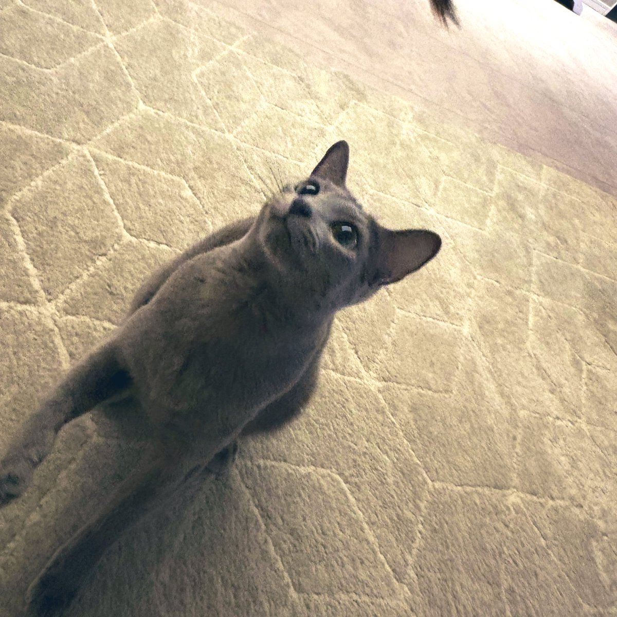 ロシアンブルーのシアン🐈‍⬛ (@kana_cosme123) / Posts / X