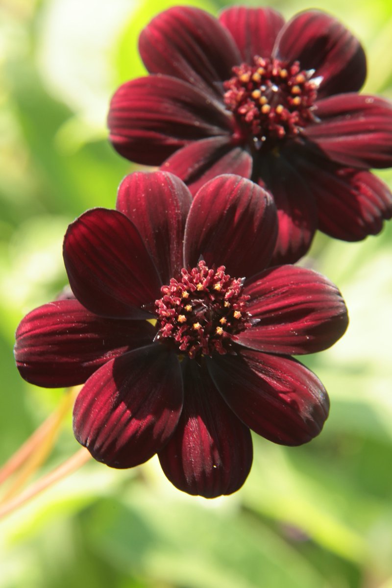 gontanokoneroku's tweet photo. Chocolate Cosmos โบ๏ธ
#Photography #CosmosAtrosanguineus #ChocolateCosmos https://t.co/DG2LZf6Ezw