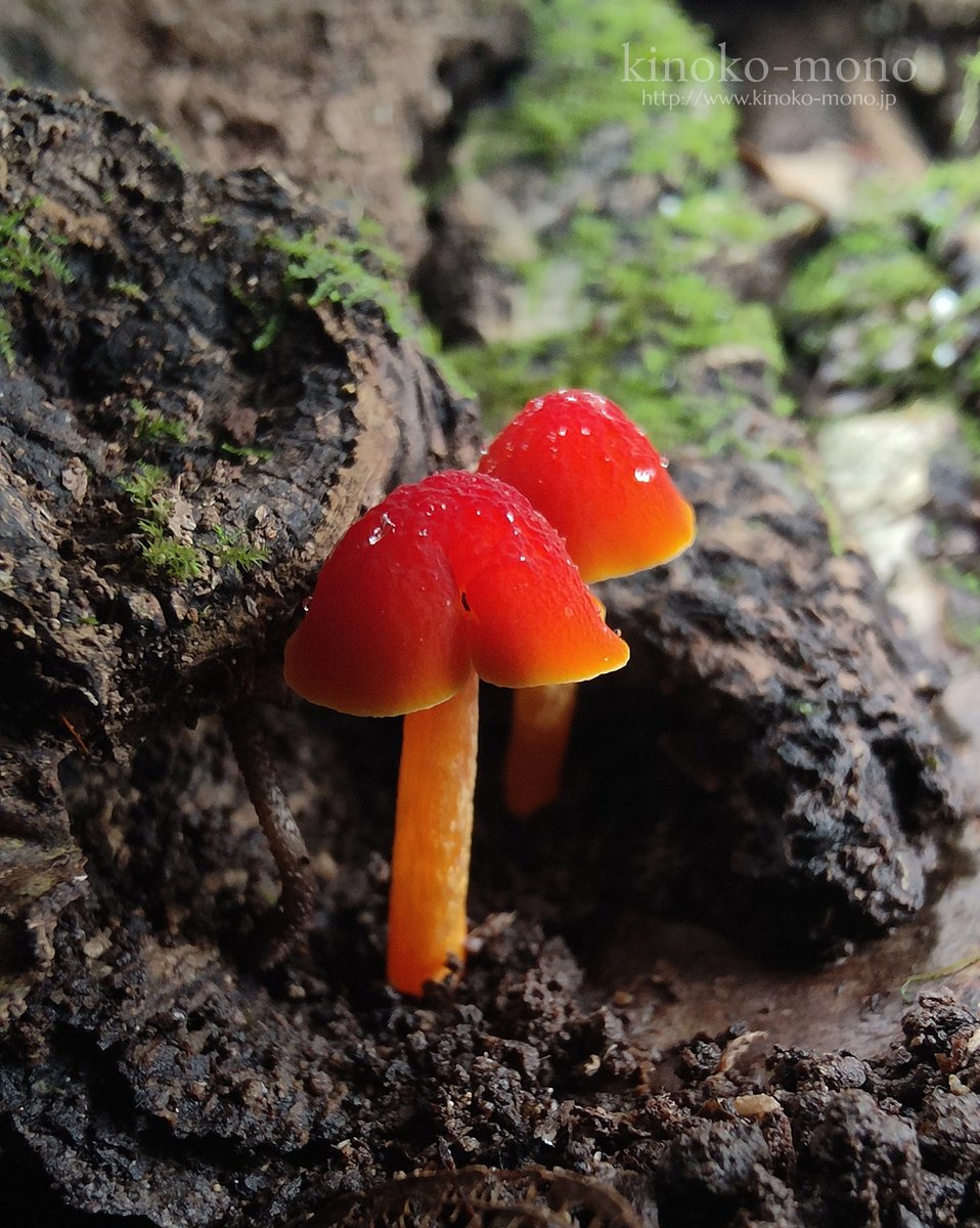 kinoko-mono (@kinokomonoFungi) / Posts / X