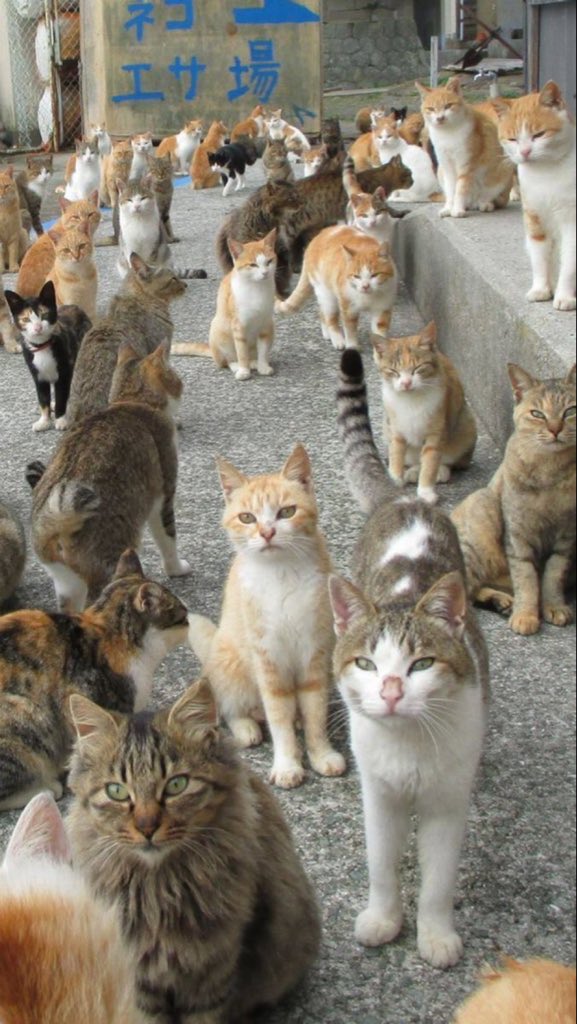 A group of cat is called what?