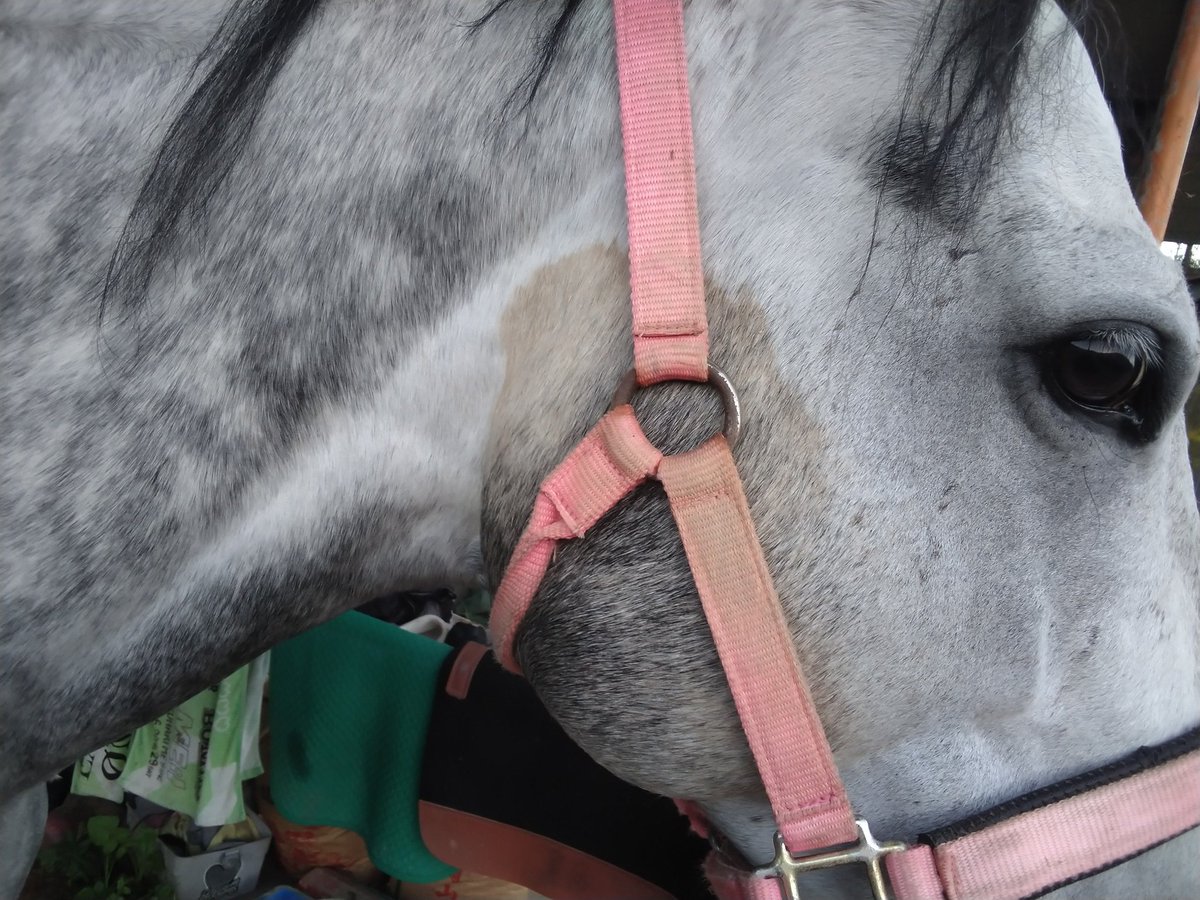 牧場ウマウマ みんなのグラマーちゃん byケイメイ牧場 on X