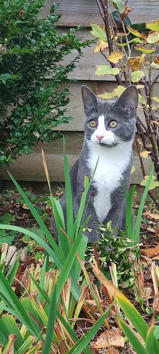 Georg Stitch tweet media