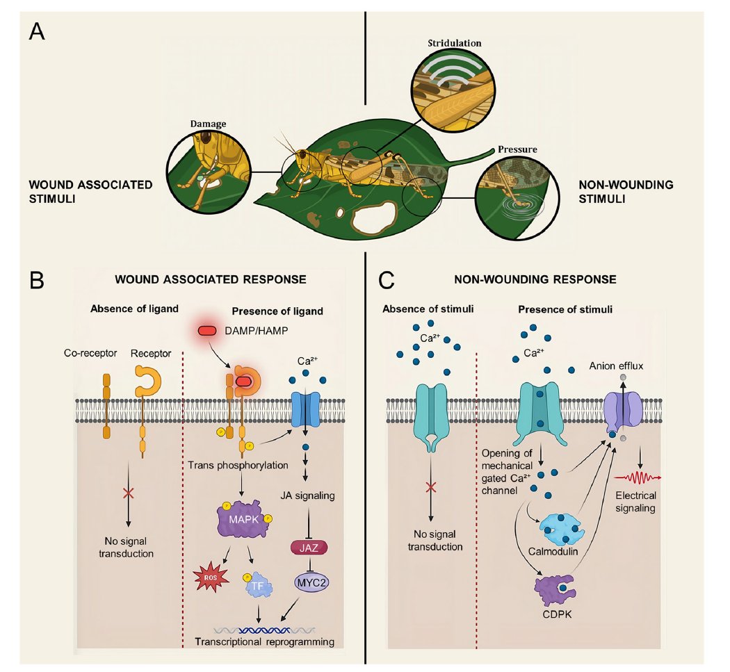 I am feeling excited to share our latest review on Mechanosensing in plants. Many congratulations to my Ph.D. student Khrade Vero for his publication journey :-)
onlinelibrary.wiley.com/doi/10.1111/pc…