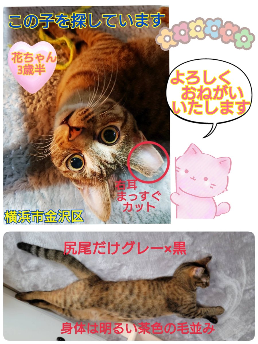 tarosuke (@9736Tarosuke) / Posts / X