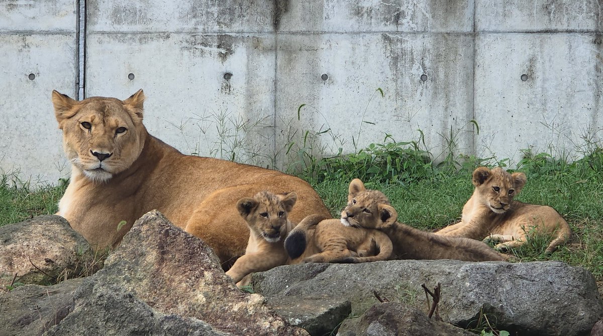ライオン親子 ライオンの親子 (広島市安佐動物公園) / Lion parents and cubs