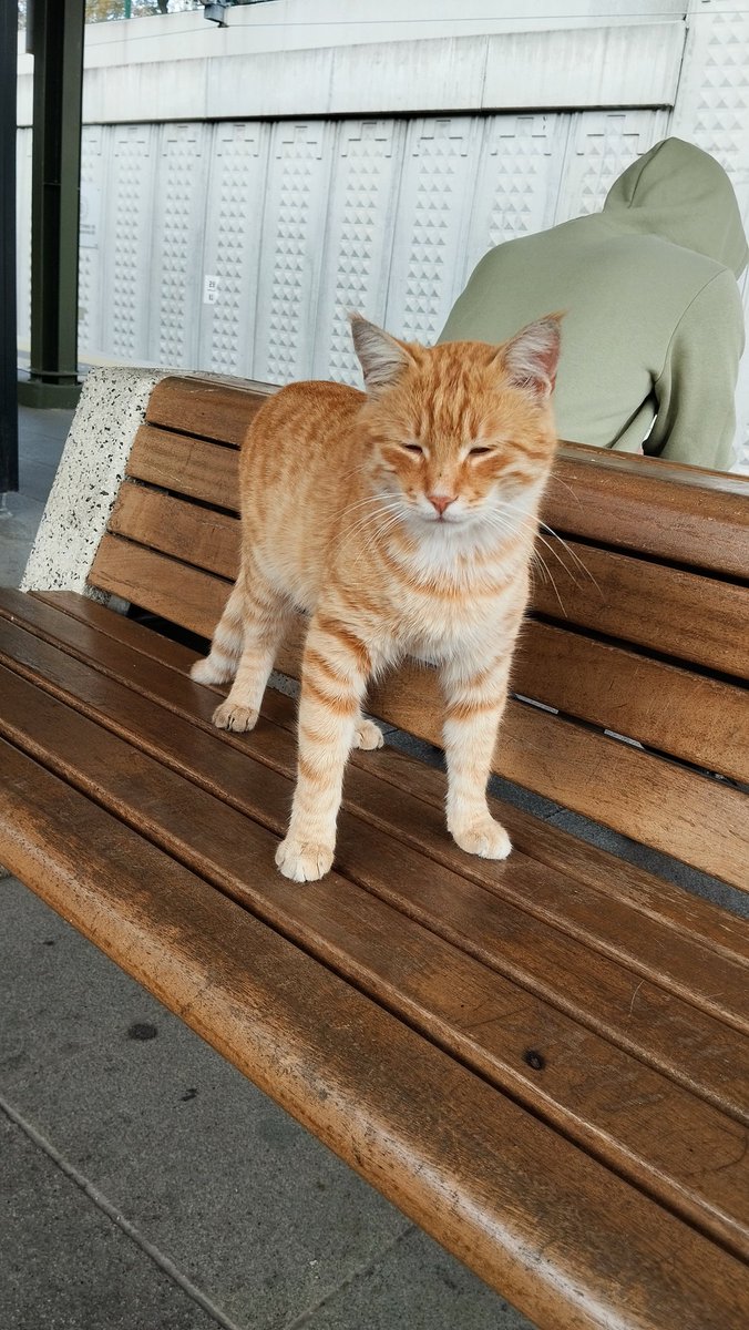 Osman S Borutecene tweet media