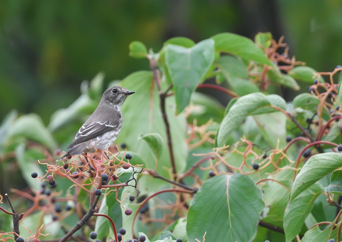 小鳥ページ jp on X