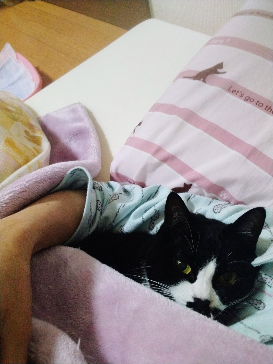 まめ♀(下半身麻痺の猫) (@jigzs8bsVVByZXY) / Posts / X