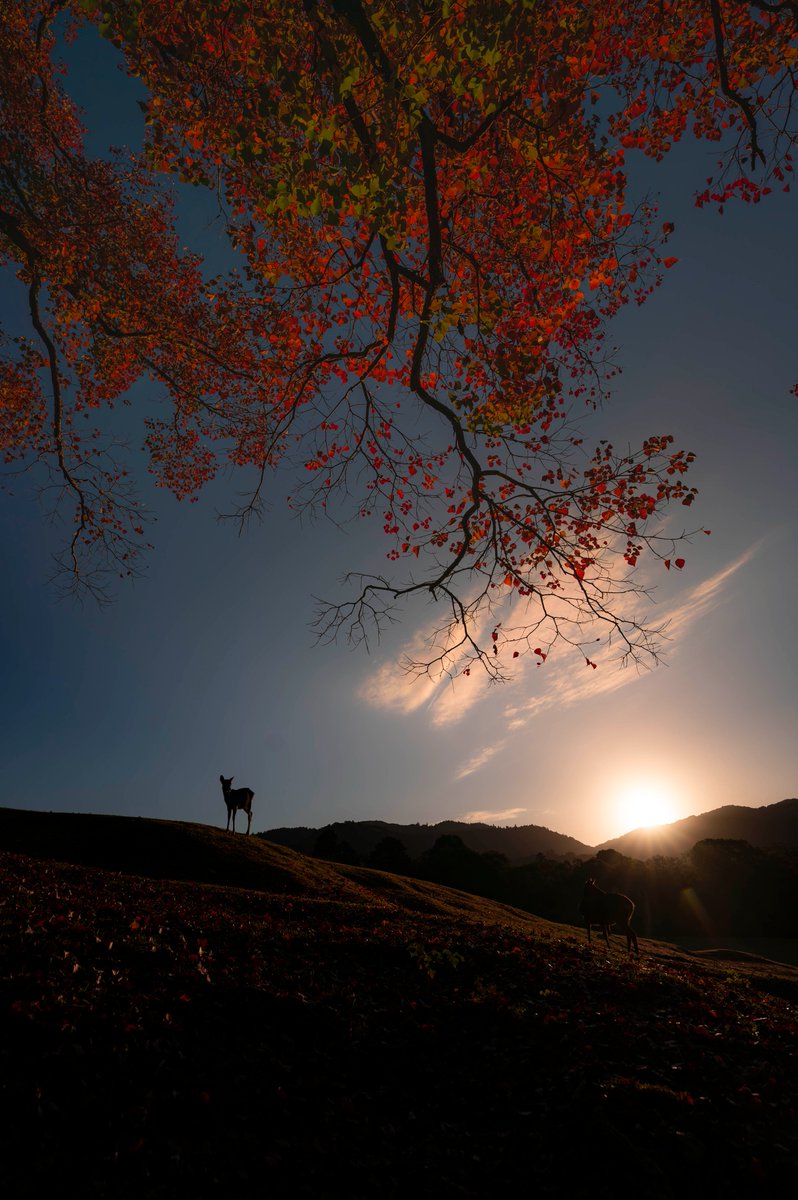 汐鹿ページ アシトレスニーカー – BMZ公式