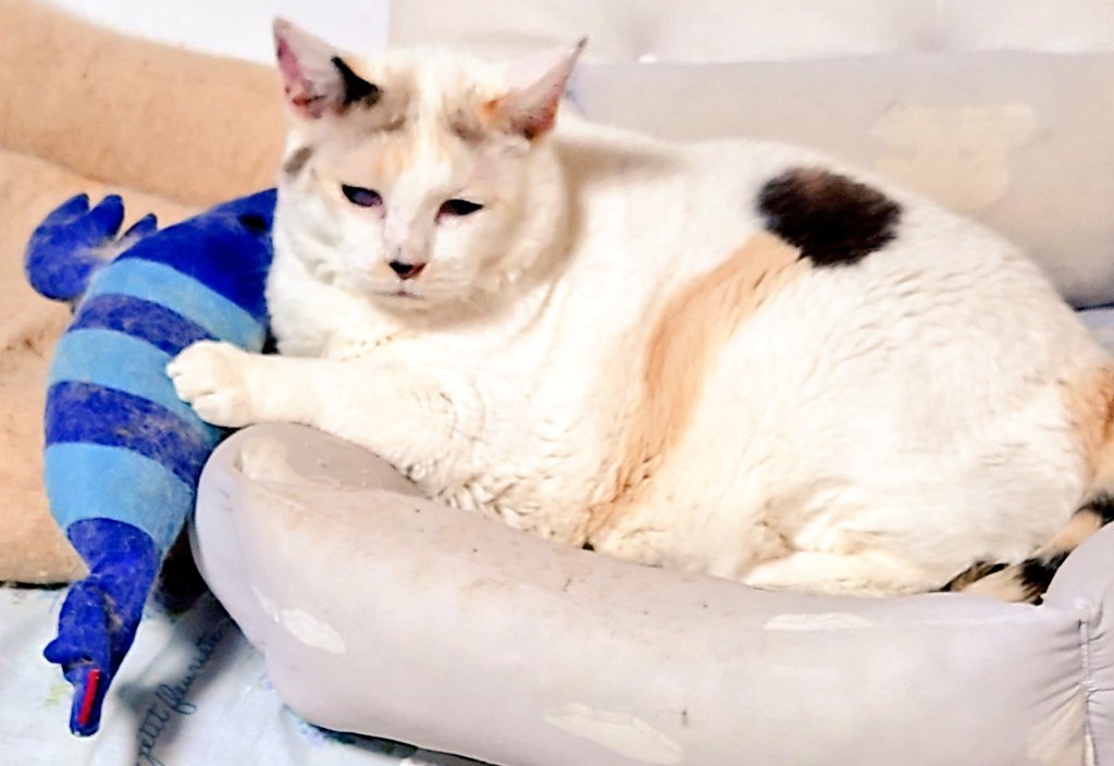 ぺこ (@peco89yz) / Posts / X