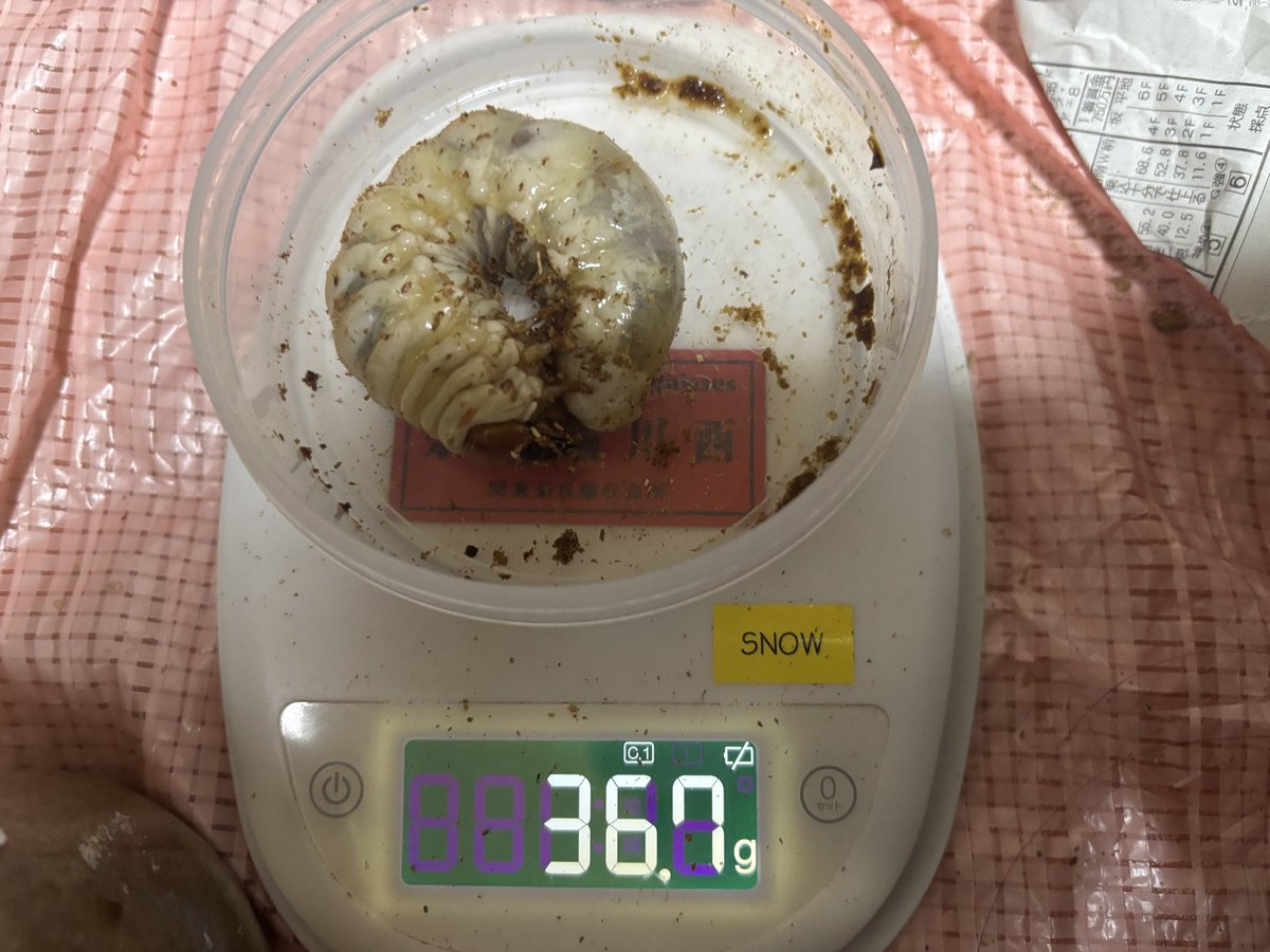 こんにちわんこそば IEX2002 on X