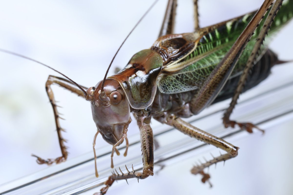 TLにヤブキリが足りないんですけど！