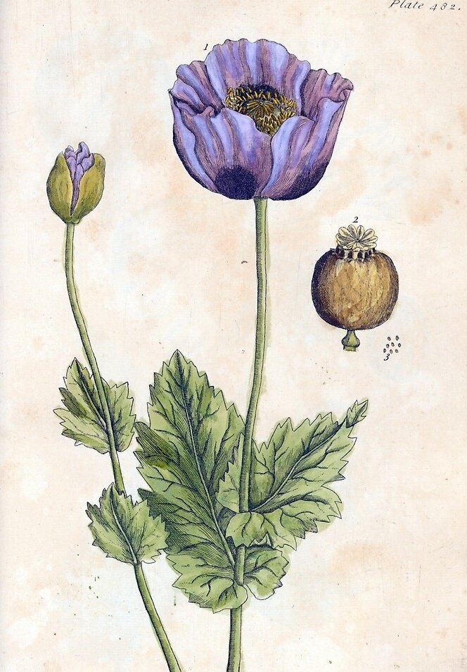 #WOMENSART (@womensart1) on Twitter photo Elizabeth Blackwell (1707-1758), Scottish botanical illustrator known for the book "A Curious Herbal" 1737. Blackwell published her hand drawn, engraved and coloured work in order to raise funds to free her husband from debtors prison. #ReframingWomenPrintmakers Elizabeth Blackwell (1707-1758), Scottish botanical illustrator known for the book "A Curious Herbal" 1737. Blackwell published her hand drawn, engraved and coloured work in order to raise funds to free her husband from debtors prison. #ReframingWomenPrintmakers