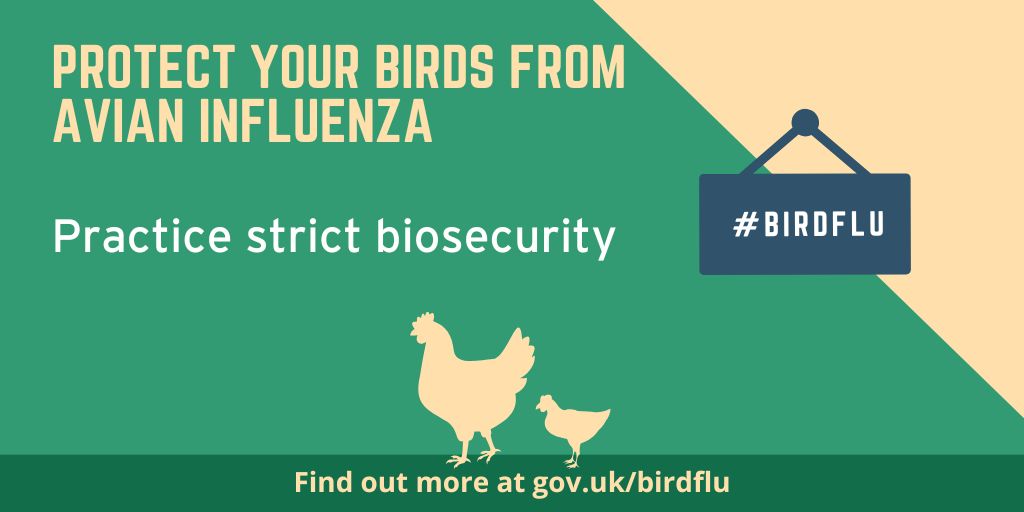 No matter how many birds you keep, if you are using seasonal staff or a neighbour to tend your birds this half term, ensure they are familiar with the AIPZ checklists and strict biosecurity is maintained to stop #birdflu getting in! gov.uk/government/pub…