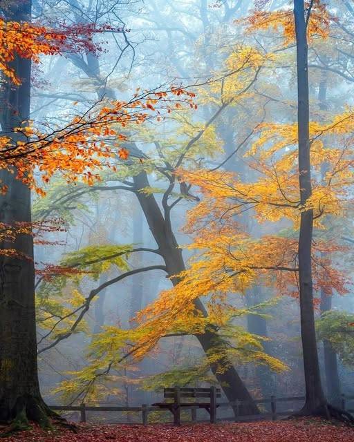 Francisco Ribeiro tweet media