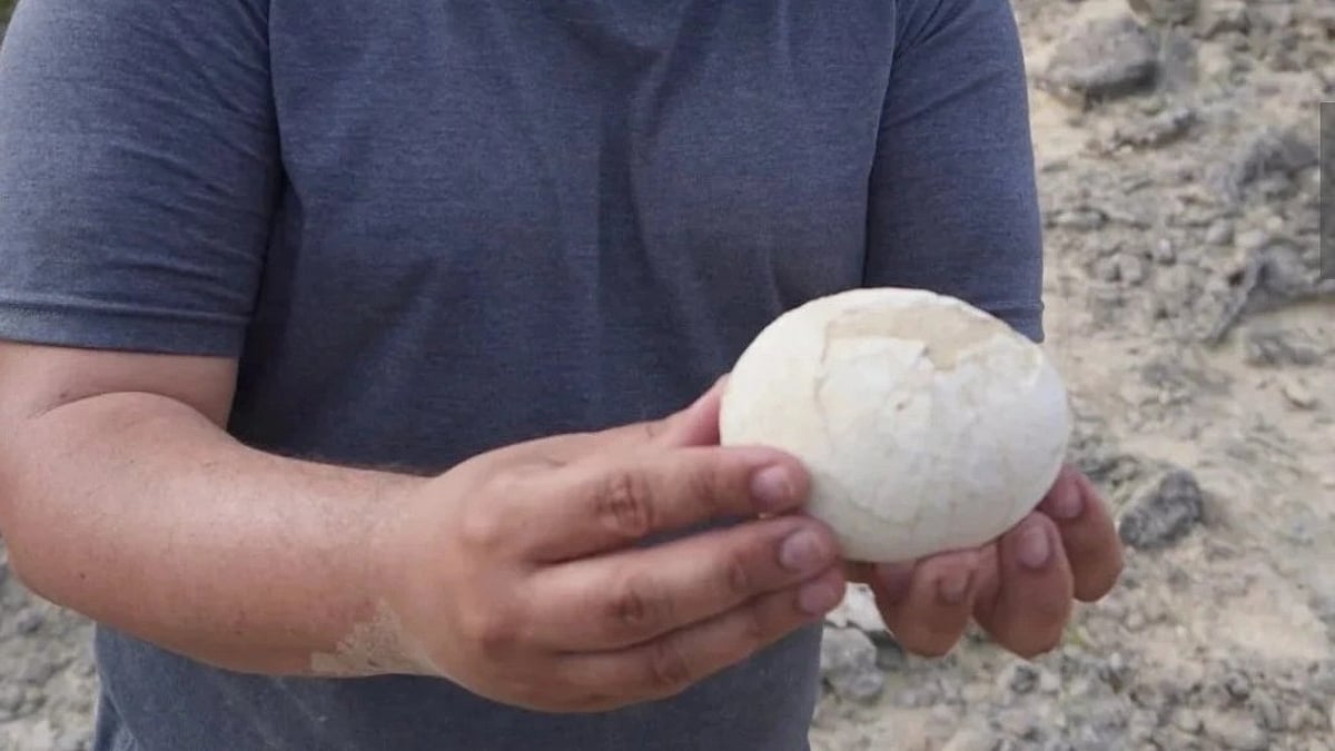 THEUSANEWTIMES's tweet image. BREAKING: Argentine paleontologists have discovered a remarkably intact 70-million-year-old dinosaur egg in Patagonia&apos;s Río Negro region—and it looks like it was laid yesterday!
The ostrich-sized egg likely belonged to Bonapartenykus, a small carnivorous theropod. Scientists are…