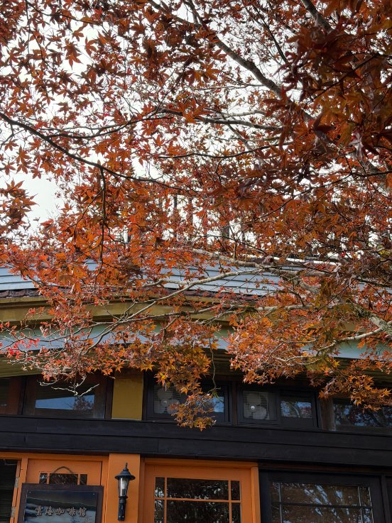 Joncodards's tweet image. 紅葉のトンネルをくぐれば、幸せに出会えるかも💫🍁