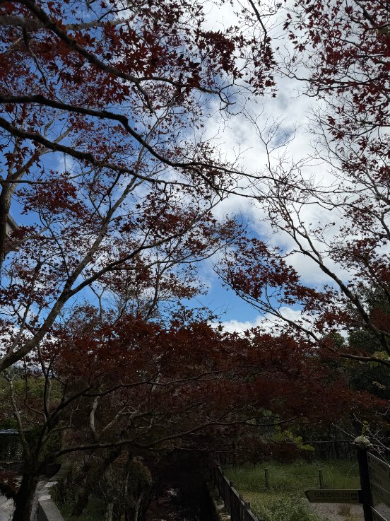 Joncodards's tweet image. 紅葉のトンネルをくぐれば、幸せに出会えるかも💫🍁