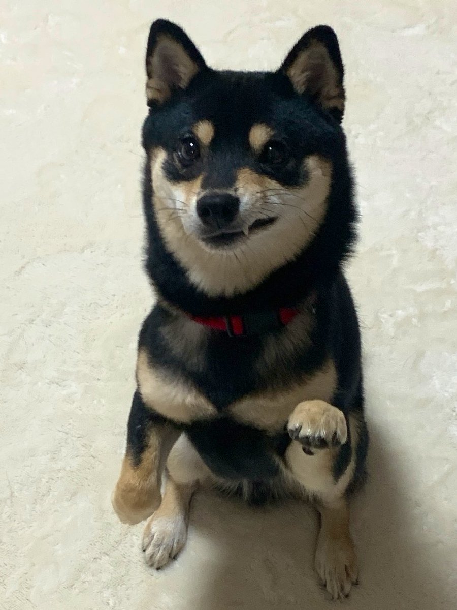 ✨さゆページ✨ 黒豆柴のサスケ on X