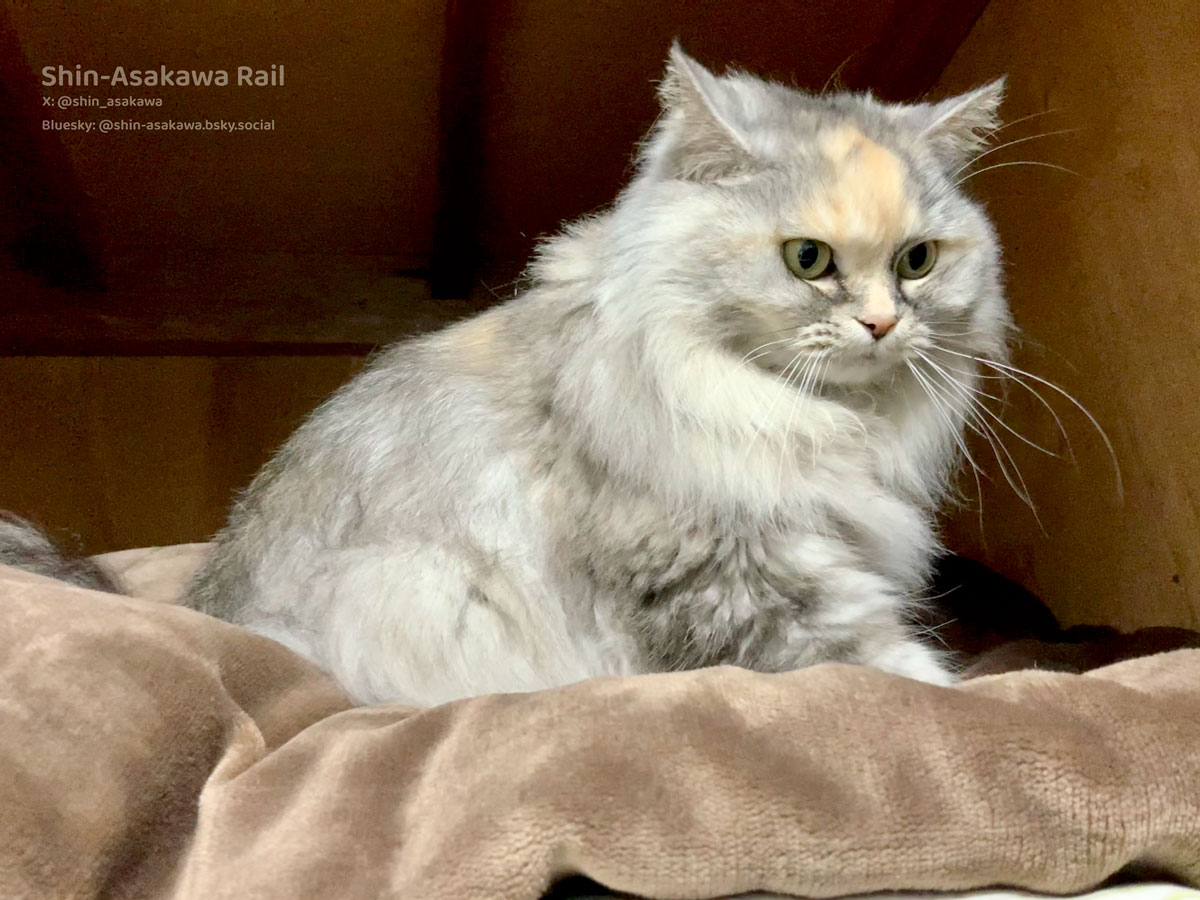 プカプカ猫　in　sky 銀鉤舎🐈‍⬛黒猫イカ耳カギ尻尾 on X