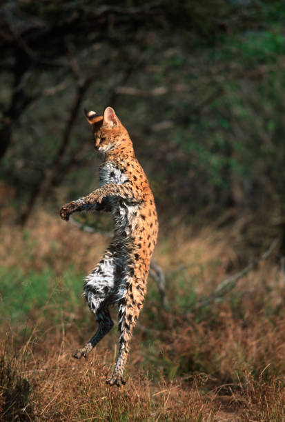 Serval Every Hour! (@servaleveryhr) on Twitter photo 