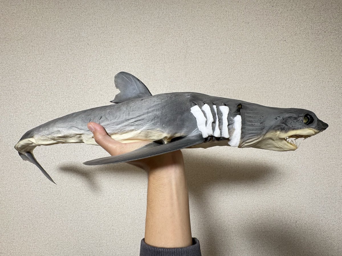 コウメグ🦈 on X