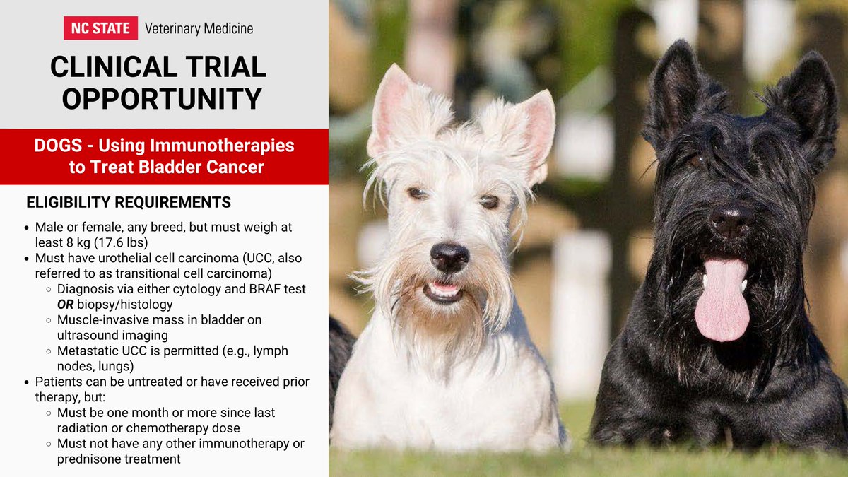 Clinical Trials: Two studies needing dogs with bladder cancer.  Use links for more info &amp; eligibility reqs. Please share!

PROBIOTIC: ncst.at/4slt50XfMkW
IMMUNOTHERAPY: ncst.at/OES650XfMkU