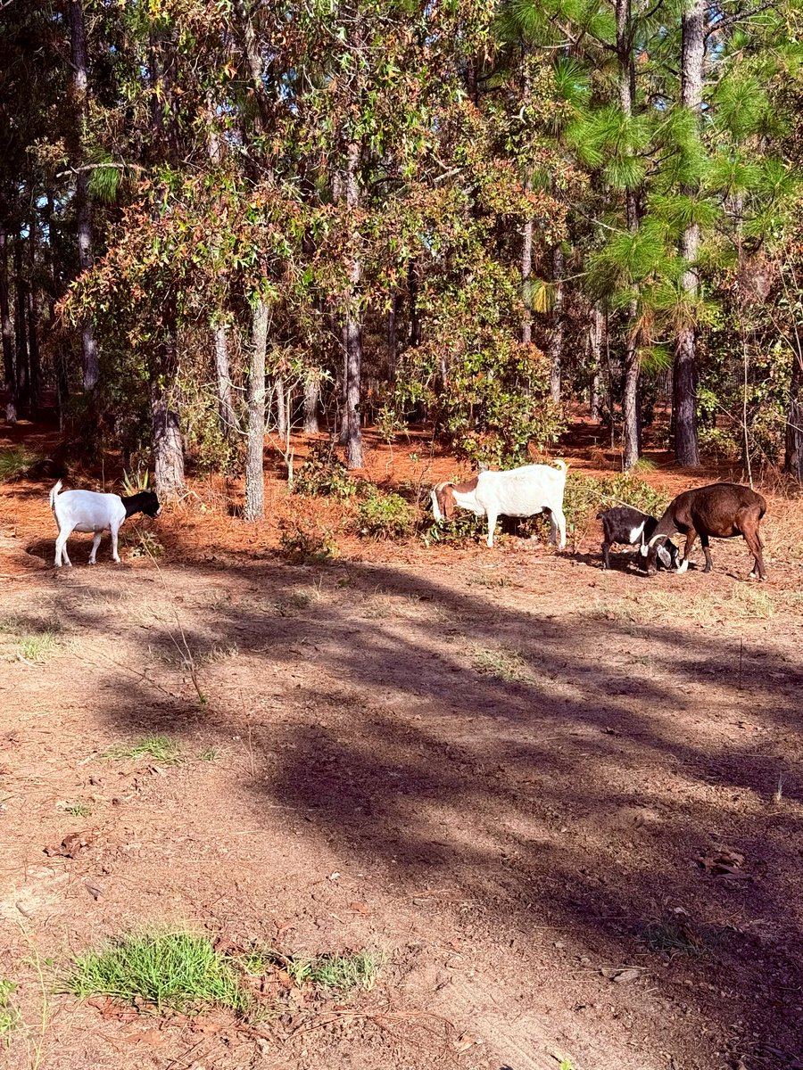 coconut_208's tweet photo. The girls loving one of their new areas including woods to browse. https://t.co/Gtqha9Ee40