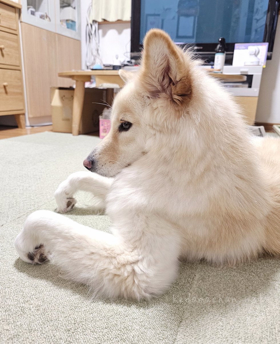 思うところがある時にしがちなクセ強おてて

#雑種犬 #犬のいる暮らし