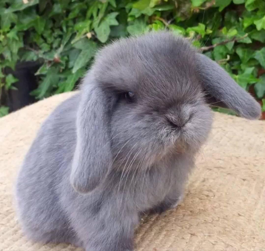 cabbitmoder's tweet image. what's wrong ? it's just a rabbit and a cat