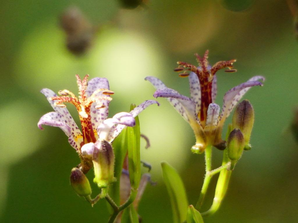 趣味は園芸♪ on X