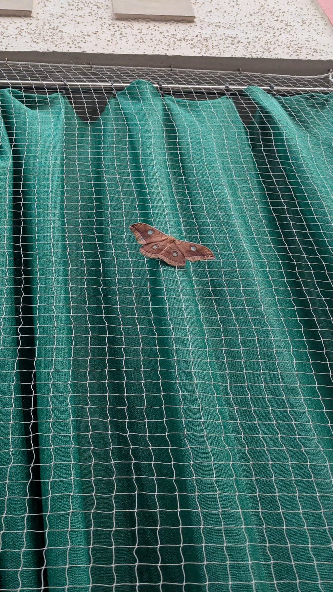 rushil_b_patel's tweet image. Nature is the greatest artist. Look at this creature.