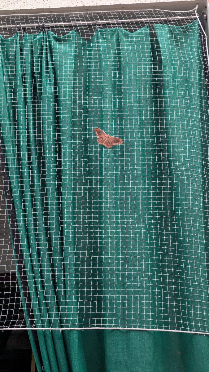 rushil_b_patel's tweet image. Nature is the greatest artist. Look at this creature.