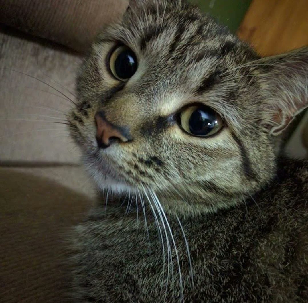 cabbitmoder's tweet image. what's wrong ? it's just a rabbit and a cat