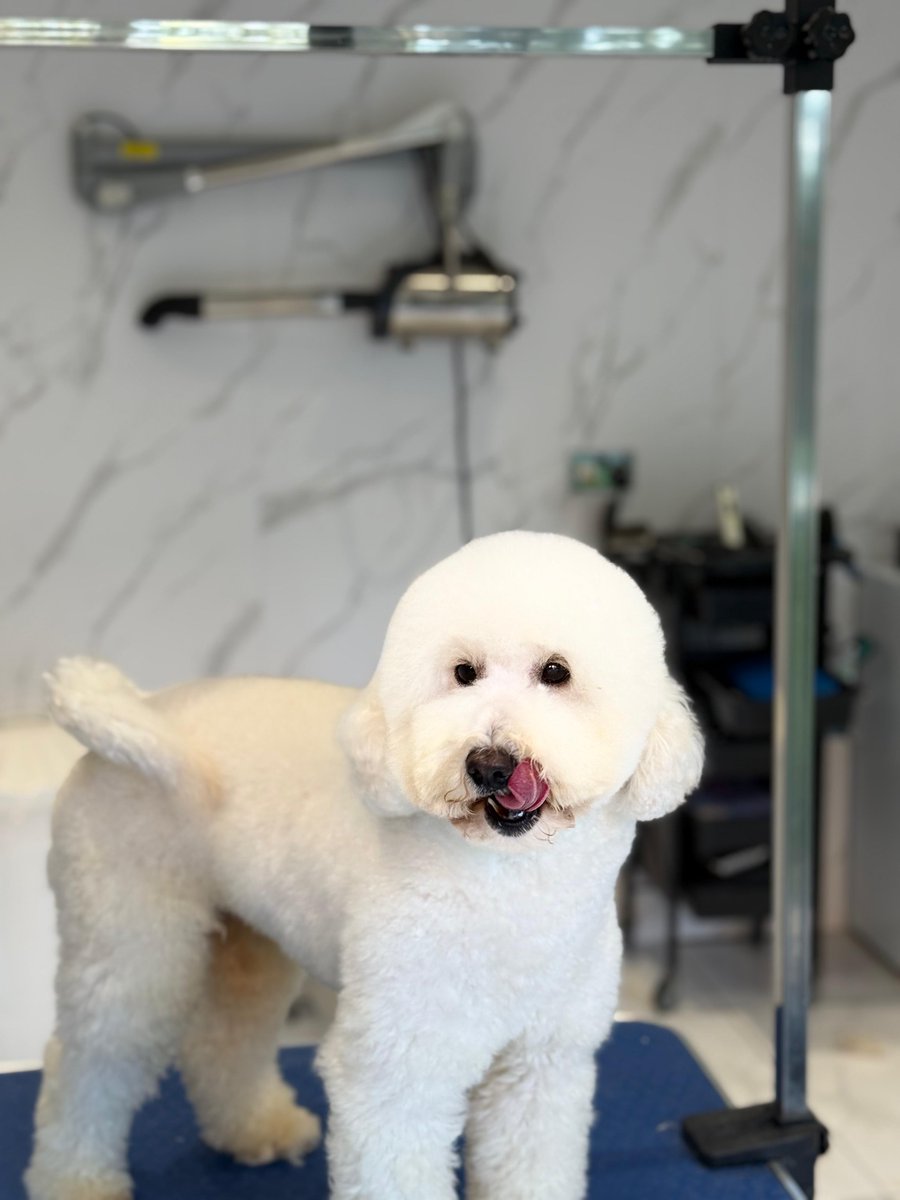 helping to rehome an 17 month old male miniature poodle. He is a super boy full of fun and his elderly owner can no longer take care of him as she has just moved into a nursing home after a stroke. He is with me in Essex so anyone that can offer this little baby a home, please