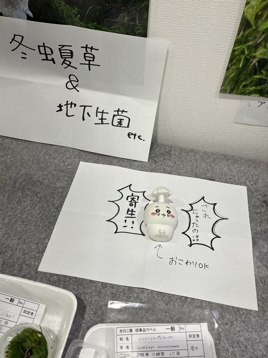 ねねいも くもさん on X