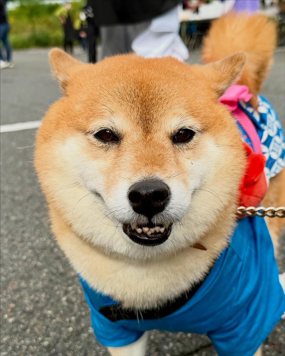 ccp 蓄光祭り05 バラン ccp 蓄光祭り05 バラン Lantern Wonderland🎑: Enchanting Night