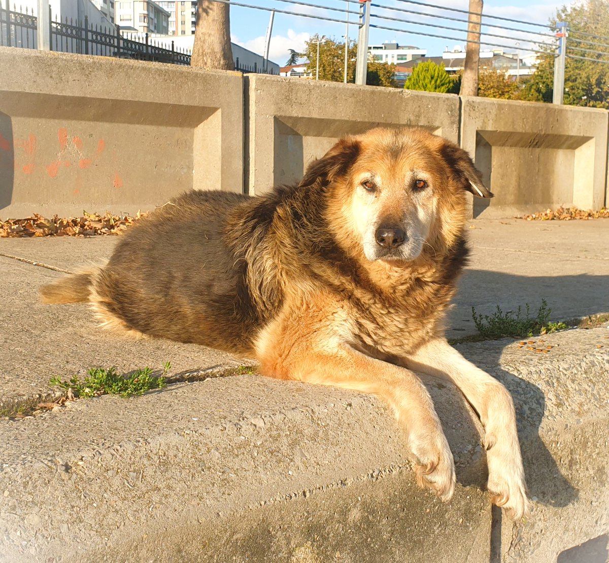 CatmandooWonder's tweet image. From urban edges to quiet ledges – this pup&apos;s got serenity on lock. 🐕💛 Nothing fancy, just a dog owning the moment. 🐶🏝  Simple reminder: we&apos;re all just here, breathing it in together. 🌳🐕 
#DogDays #SundayStretch #UnityInNature #SimplicityUnites #SerenityThrills…