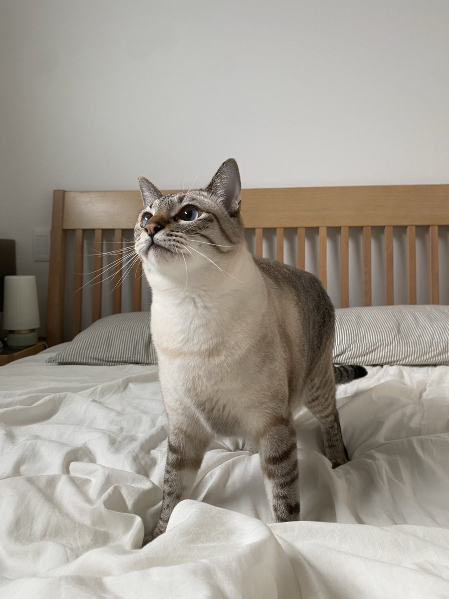 お客ページ Engine Timing Chain Tensioner GB5Z6K254A for Ford - Transit