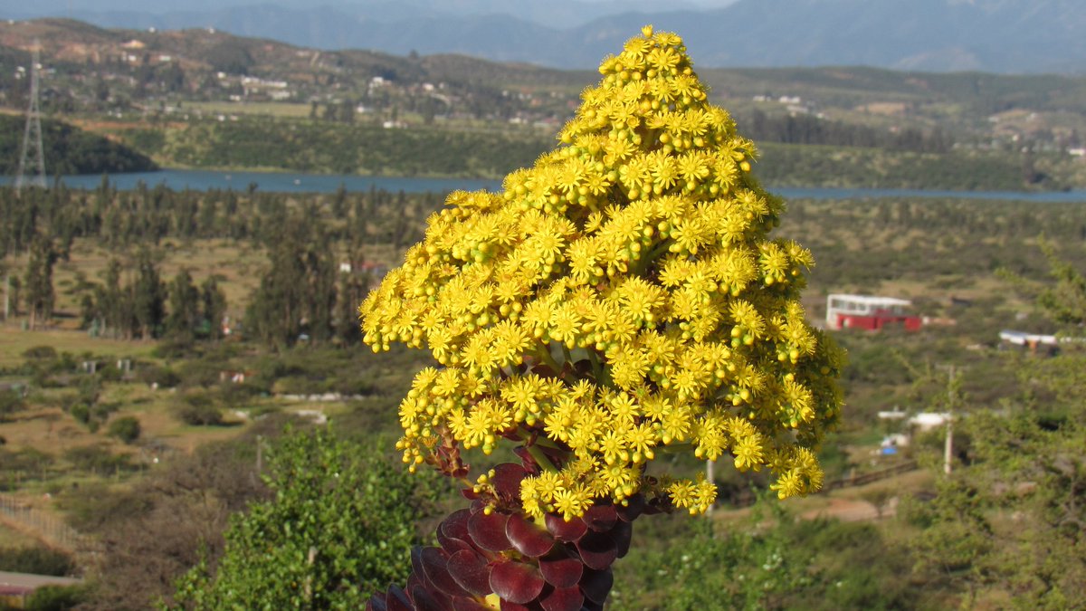 Buenos días navegantes!!
Desde Limache, Chile 🇨🇱
Embalse Los Aromos
<a href="/8ntmuch/">Garrick</a> <a href="/_catalinacm/">CataDeLosCerros🏔</a> <a href="/aconcaguaclima/">aconcaguaclima</a> <a href="/BSapag/">Belen Sapag M.</a> <a href="/AnaMoretto4/">Ana Moretto</a> <a href="/Havenlust/">Scott</a> <a href="/hjuka565/">Olivia</a> <a href="/indian_pitta/">Mohit Mehta</a>