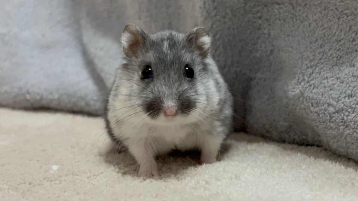 済▫︎オレオ様おまとめ分▫︎ 済▫︎オレオ様おまとめ分▫︎ 済▫︎オレオ様おまとめ分▫︎