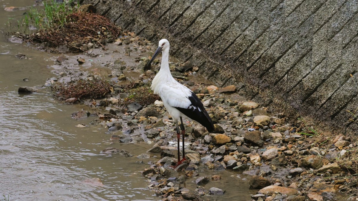 hunaho0274's tweet photo. 251026　加古川市 コウノトリ①

#J0658
#J0779
#J0800
#J0810
#J0815
#J0826
#J0827
#J0833
#J0874
#J0910
#J0915
#J0920
#J0932
#J0934
#J0936
#J0940

池から水が流れてくる川と田んぼと電柱含めて31羽

CANON EOS R7 + RF100-500mm f4.5-7.1 l is usm +5Ax2

#5Ax #兵庫県 #こうのとり #鸛 #加古川市 #志方町 #コウノトリ