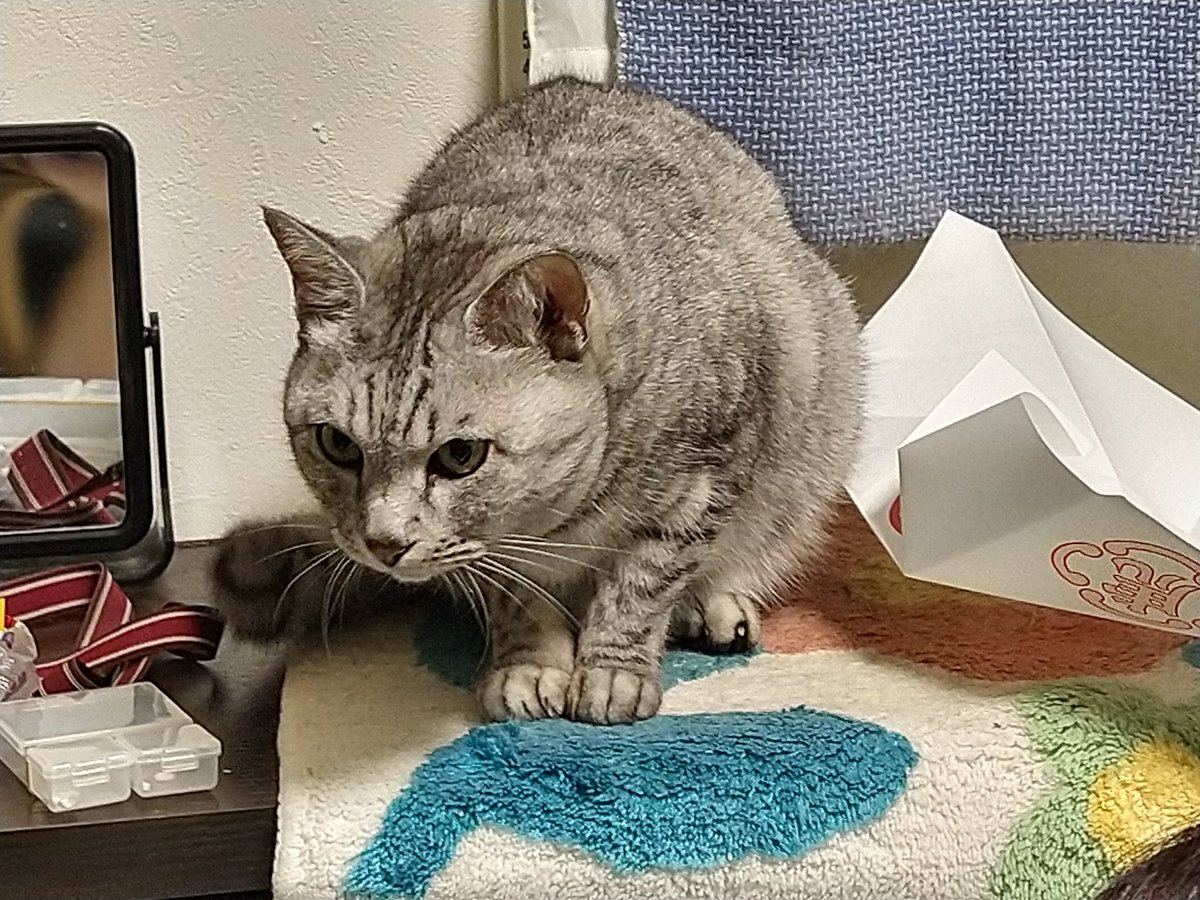 ねこまる ねこまる